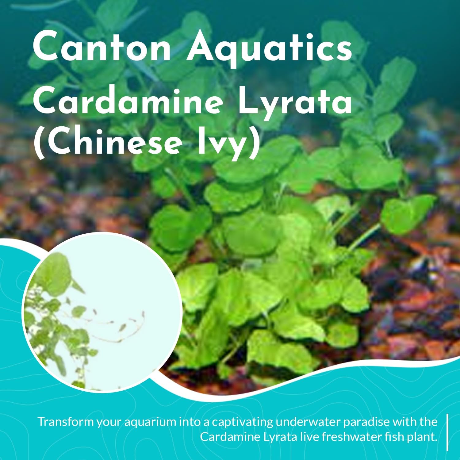 Cardamine Lyrata (Chinese Ivy )