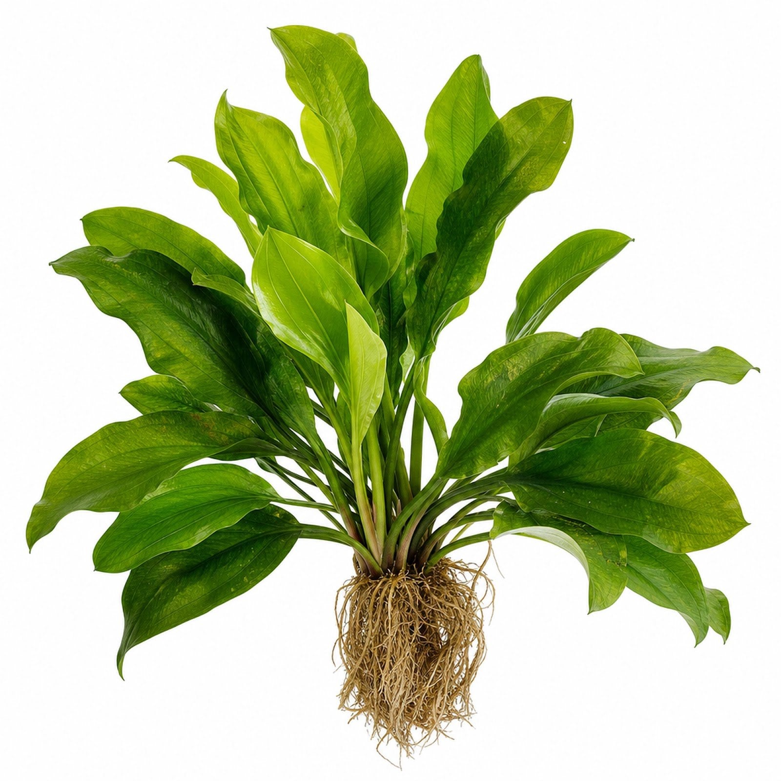 Amazon Rosette (Echinodorus Parviflorus)