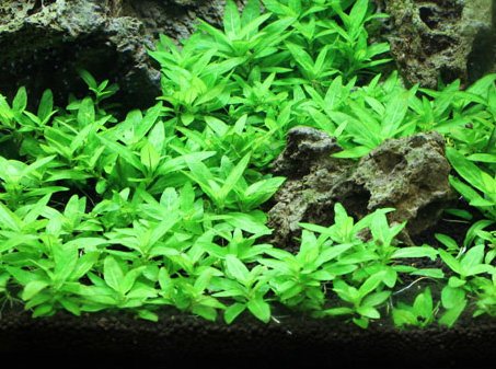 Staurogyne S Repens