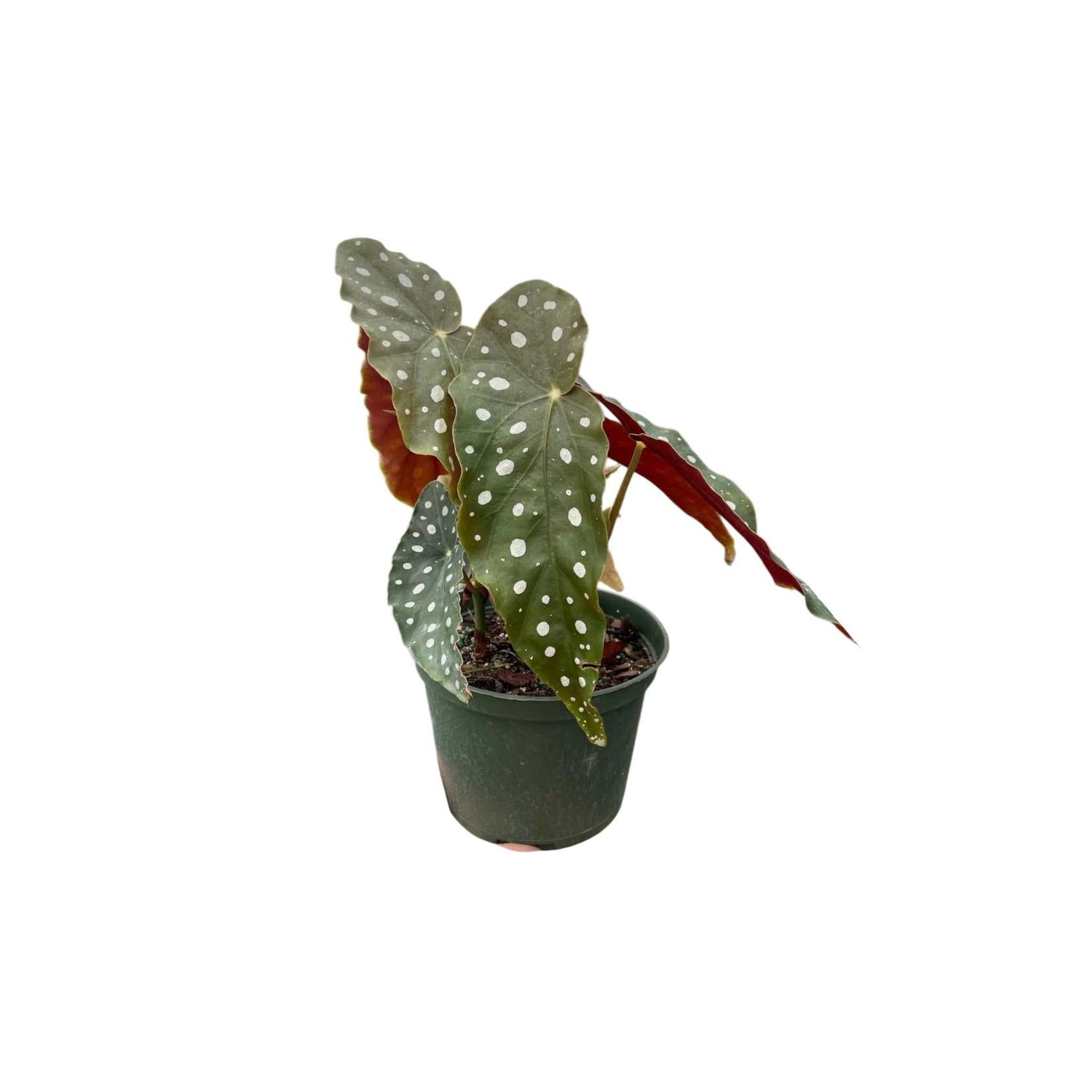 Angel Wing Begonia Maculata