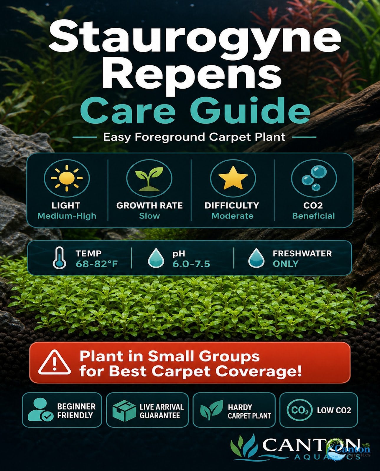 Staurogyne S Repens