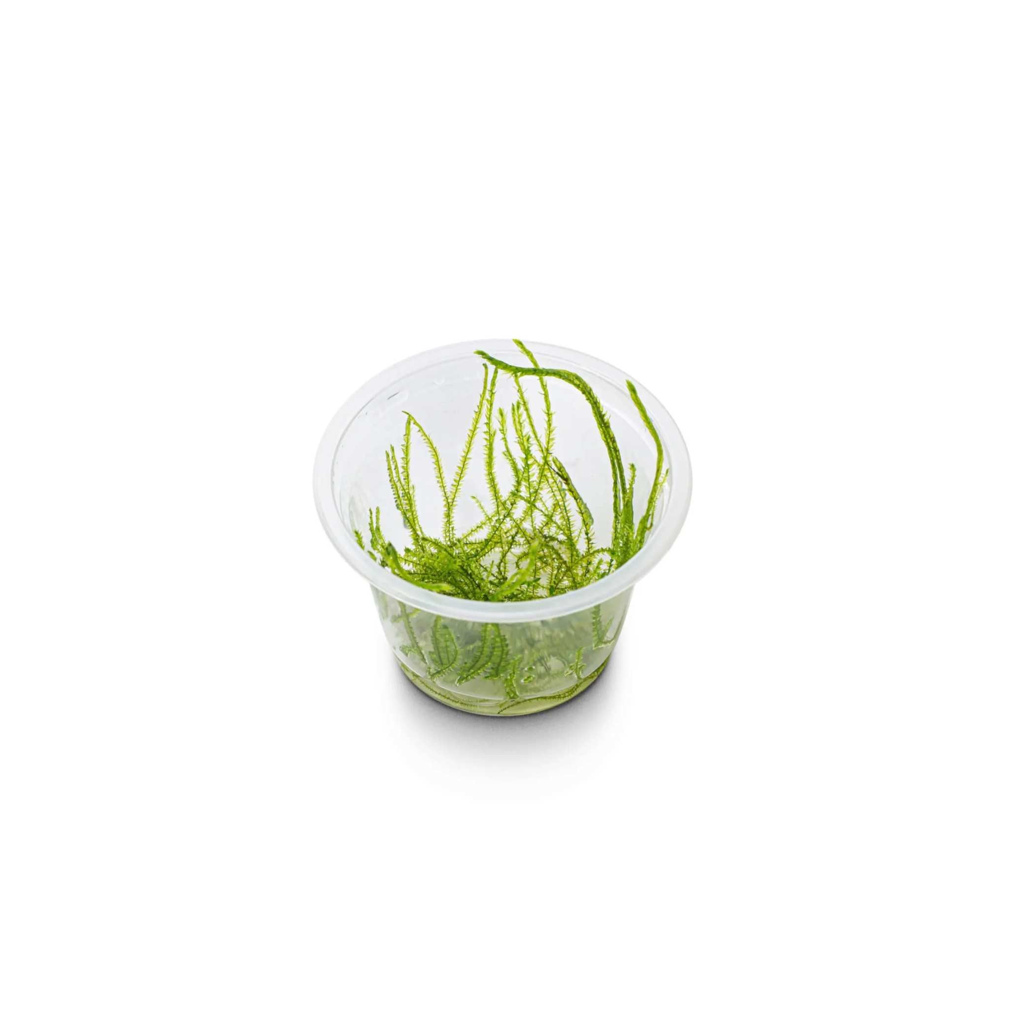 Willow Moss Fontinalis Antipyretica Portion