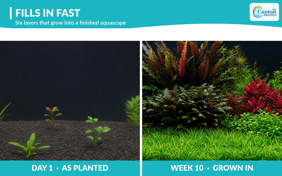 Canton Six - Live Aquarium Plant Set, 6 Species Foreground to Background, Beginner Freshwater Plants