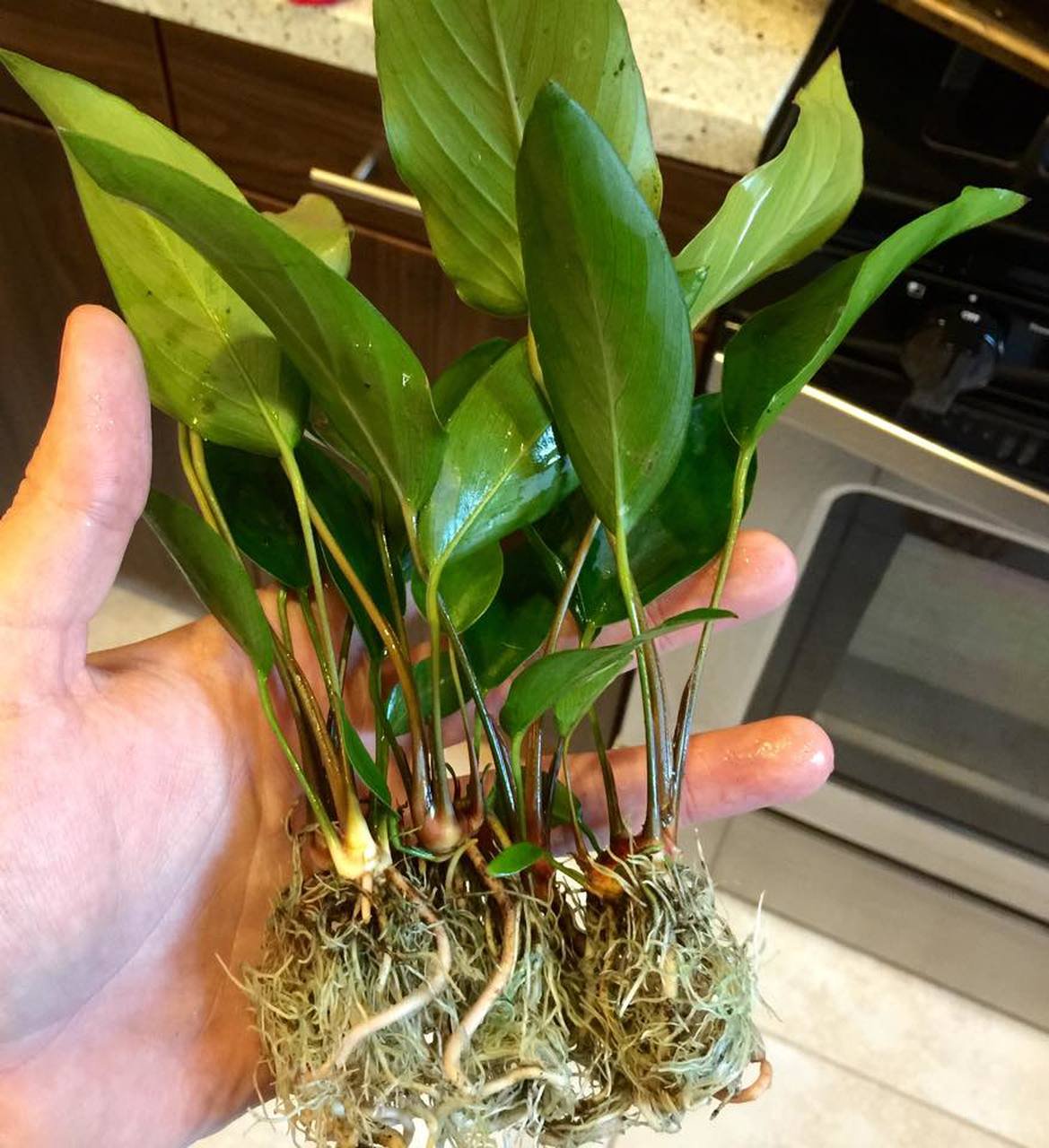 Anubias Hastifolia