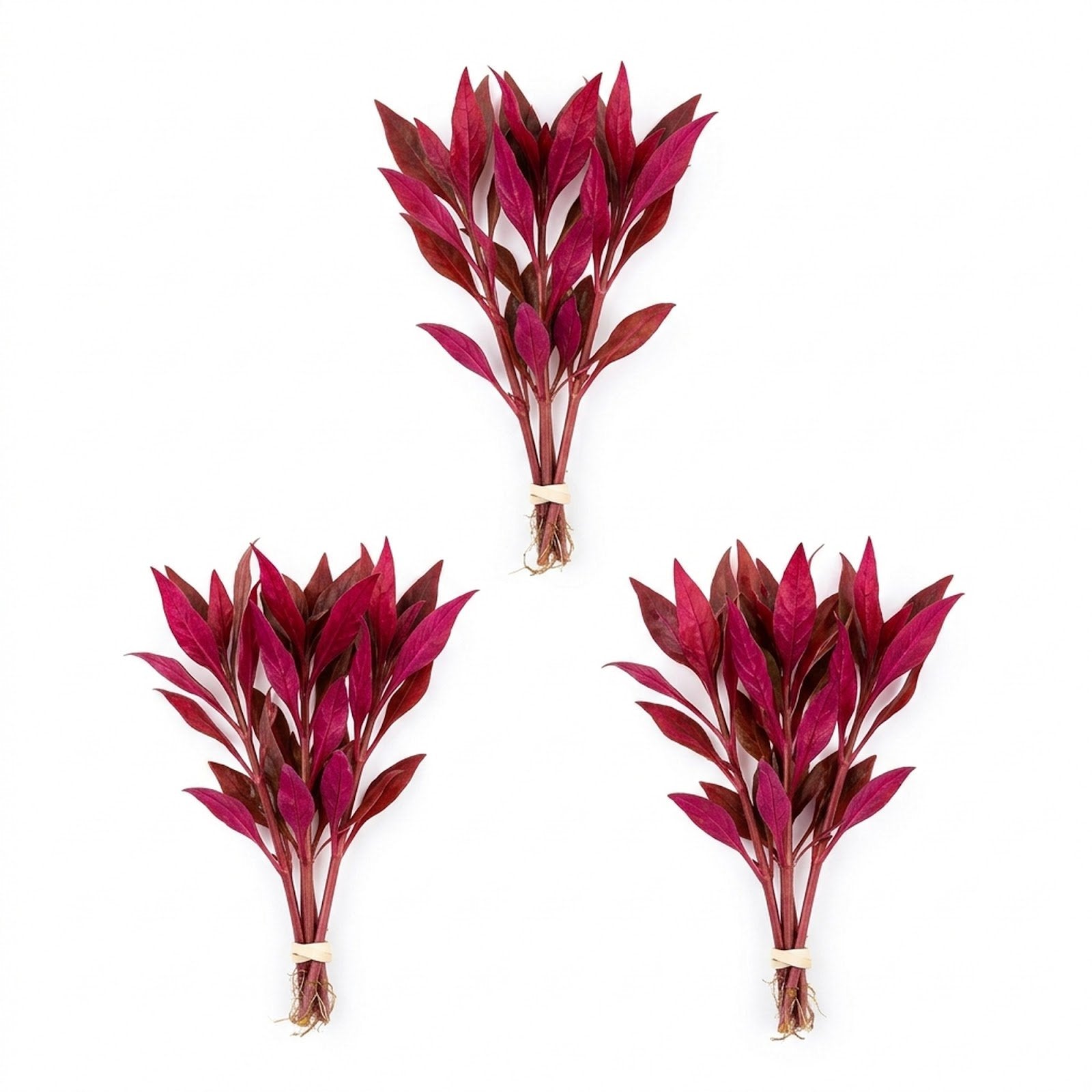 Scarlet Temple (Alternanthera Reineckii)