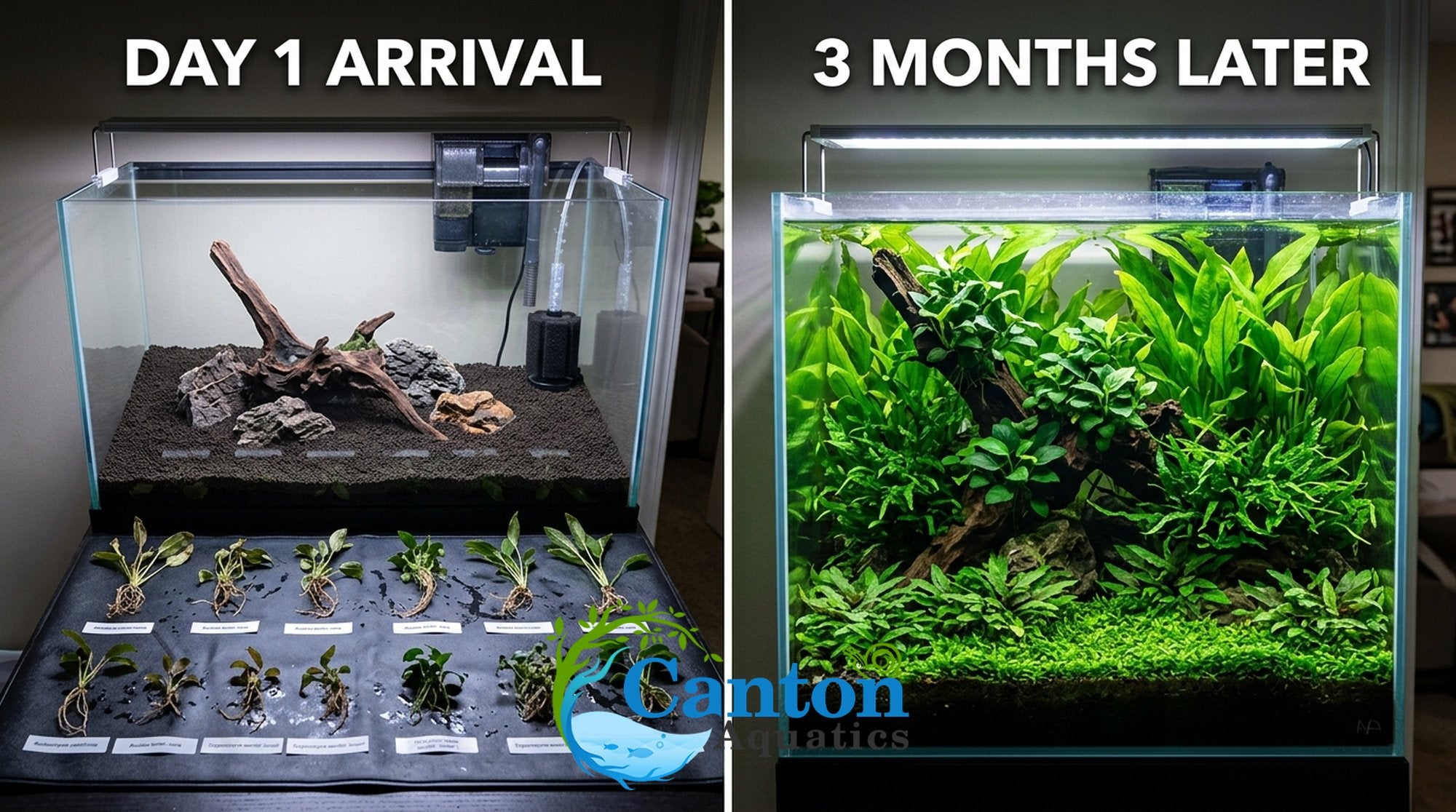 Live Aquarium Plants Essential Bundle - 4 Plants
