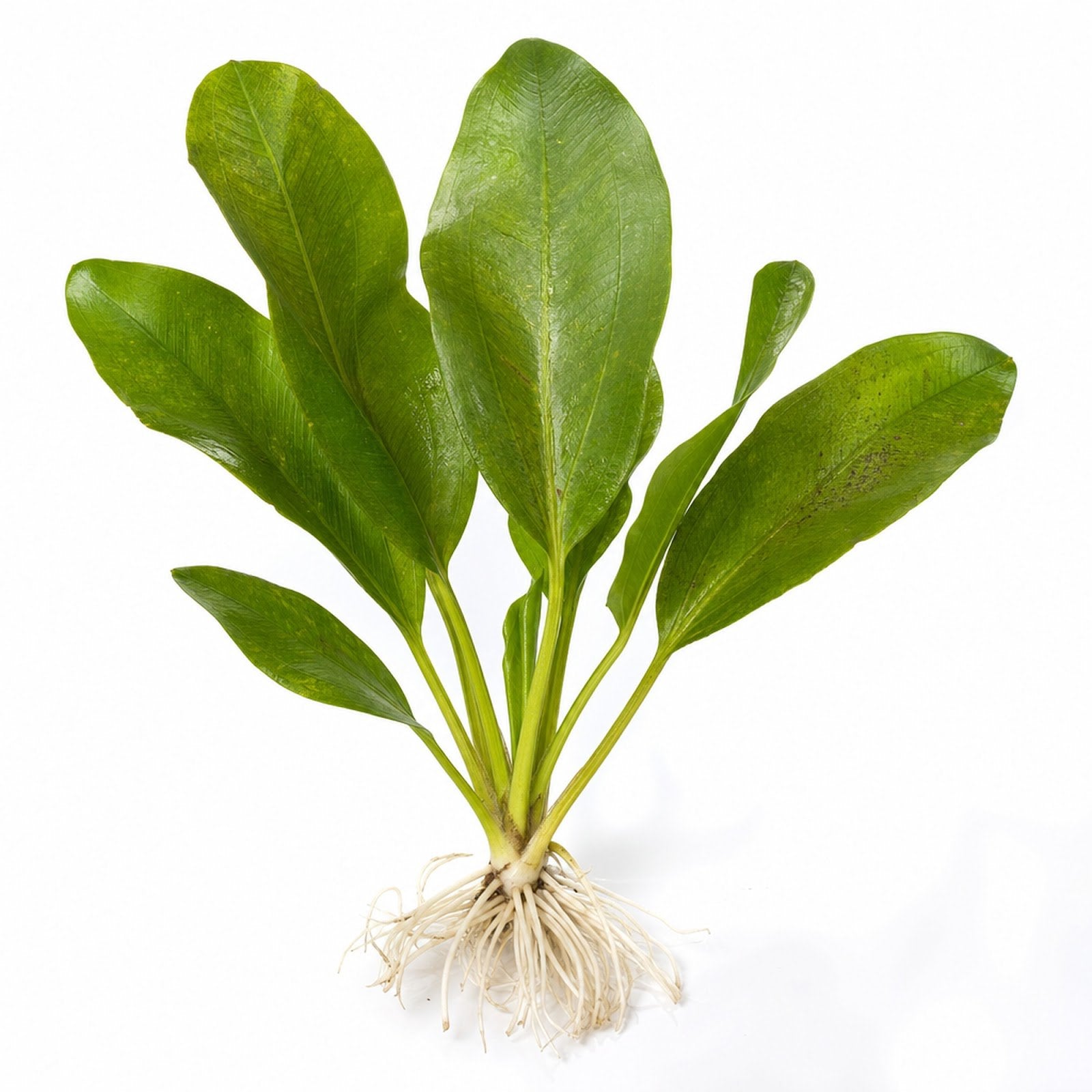 Amazon Melon Sword (Echinodorus Osiris)