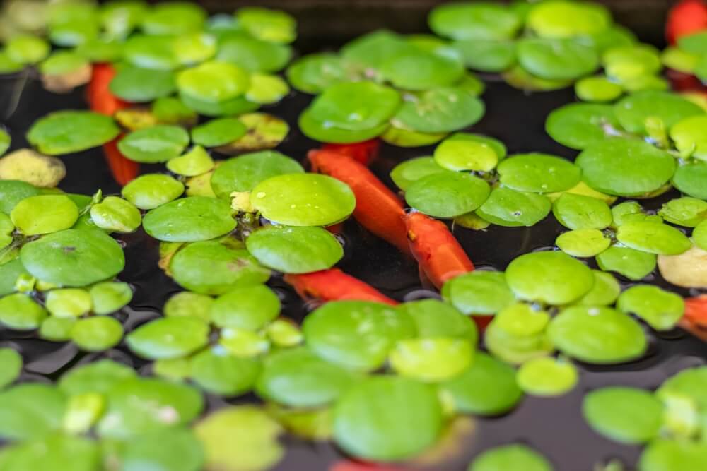 Floating Plant Combo Pack