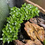Staurogyne S Repens