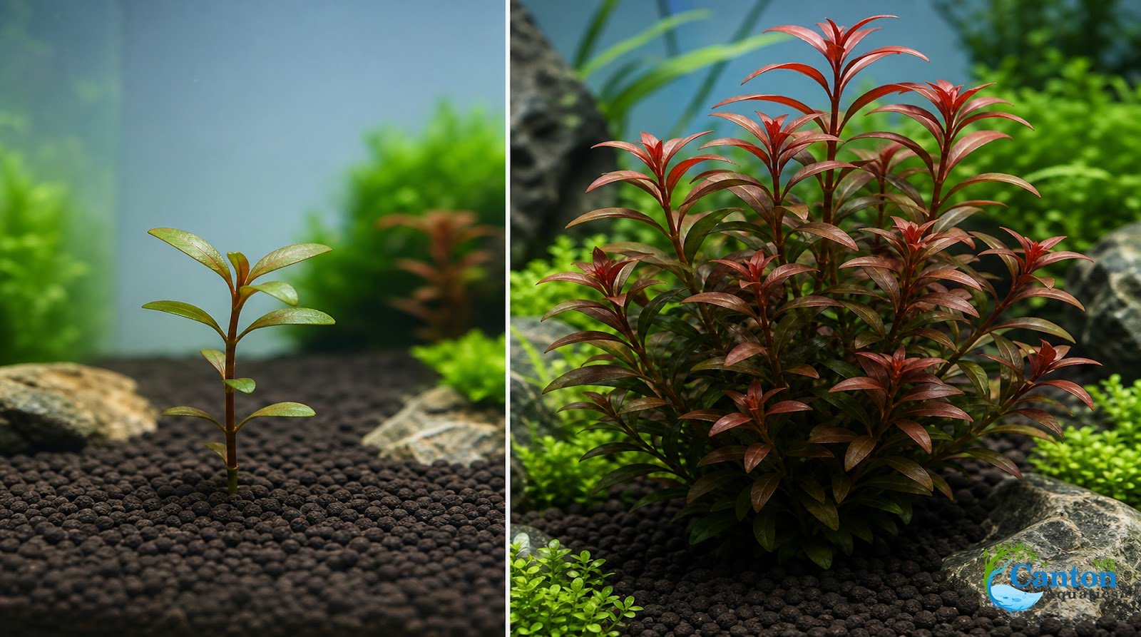 3 Pack Ludwigia Repens Dark Red