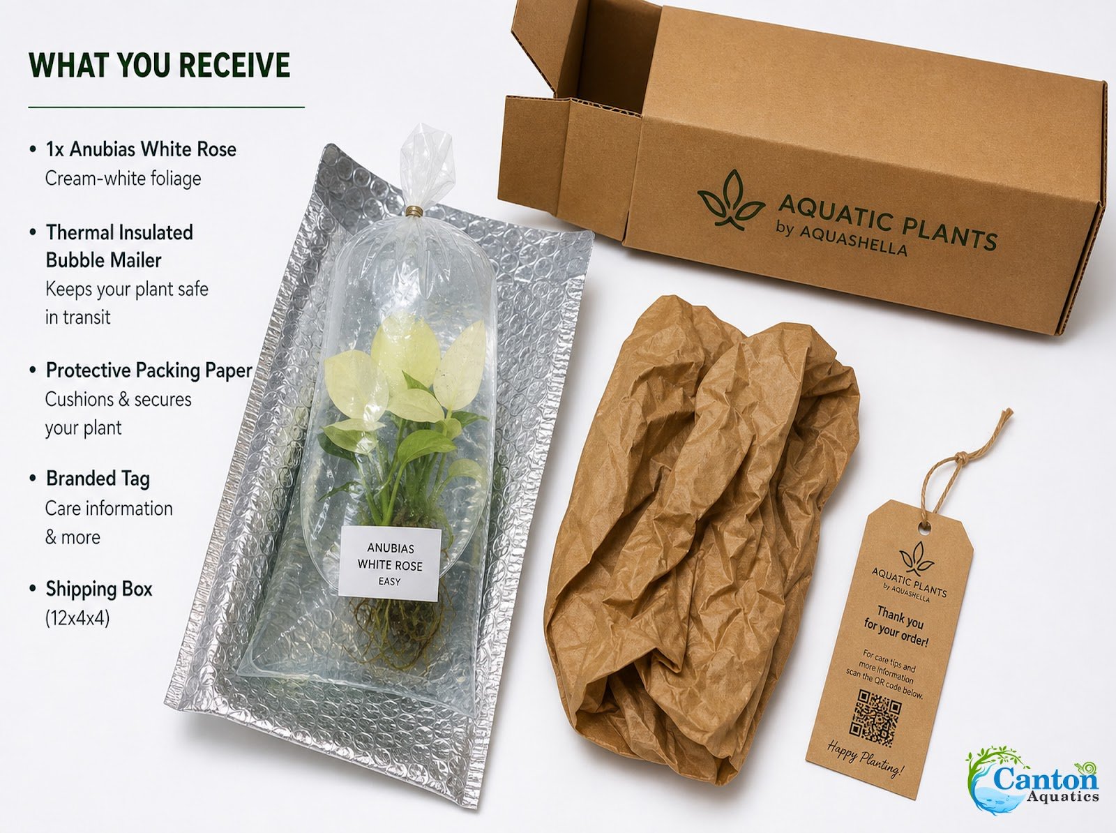 Anubias White Rose