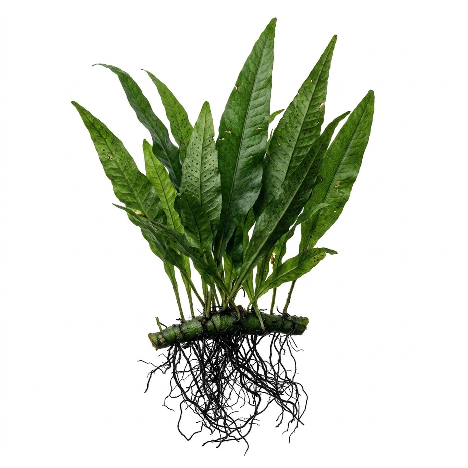 Java Fern Microsorum