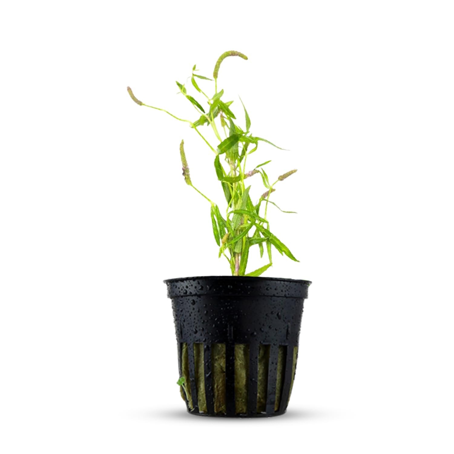 Pogostemon Stellatus Narrowleaf