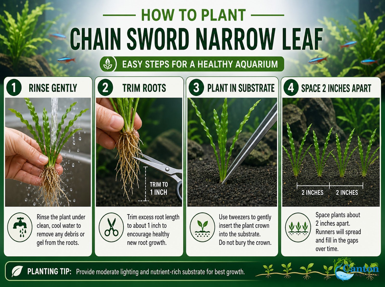 Chain Sword Narrow Leaf Hellanthium Bolivianum