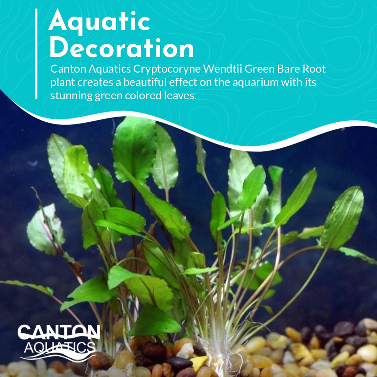 Cryptocoryne Wendtii Green