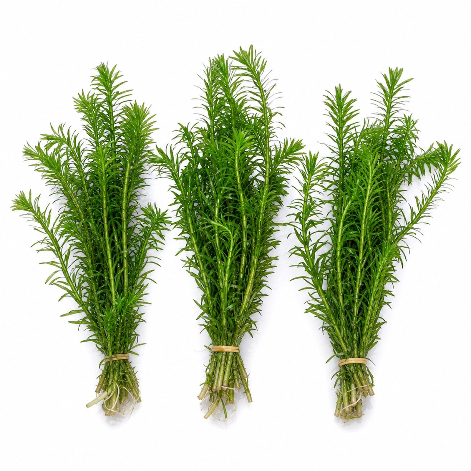 Limnophila Hippuridoides
