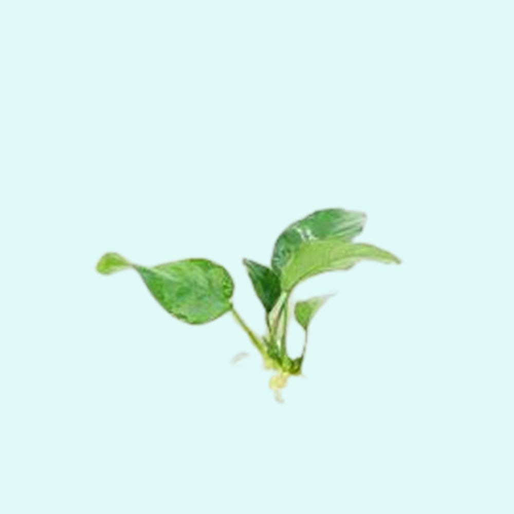 Anubias Barteri (Nana)