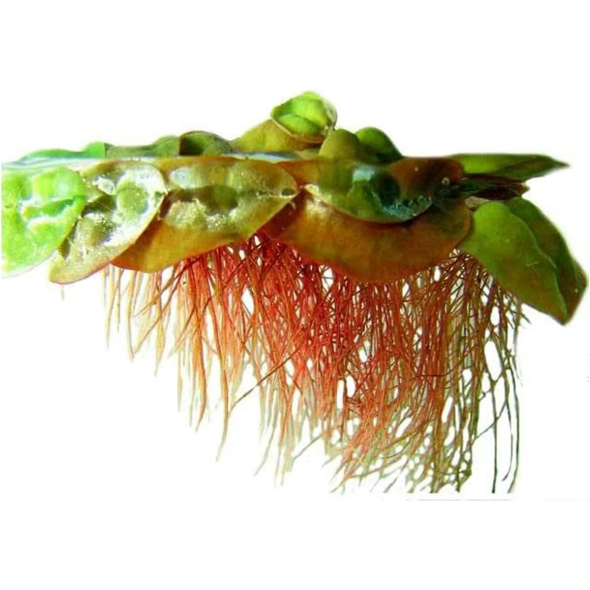 Red Root Floater Phyllanthus Fluitans