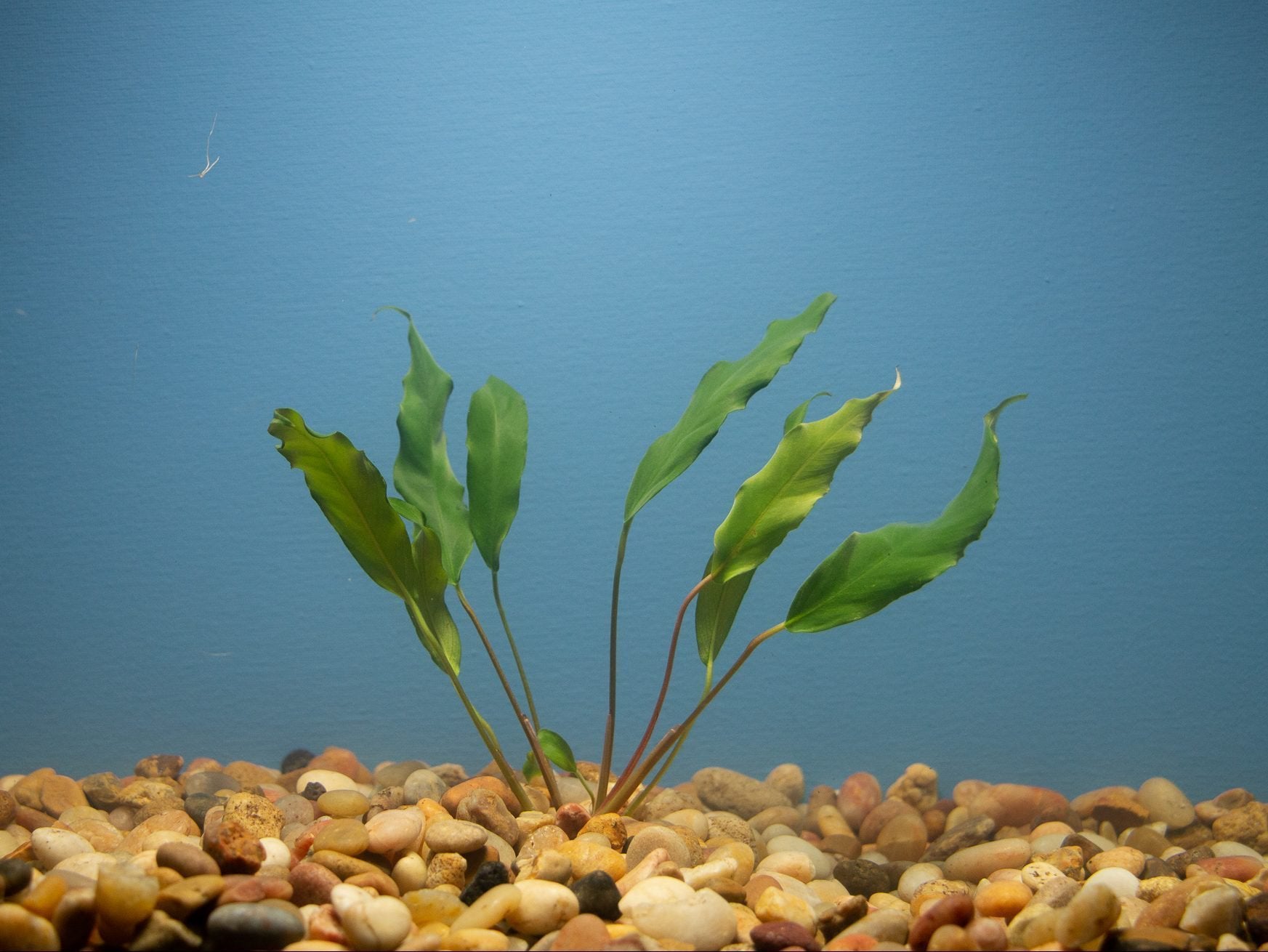 Anubias Minima Bare Root