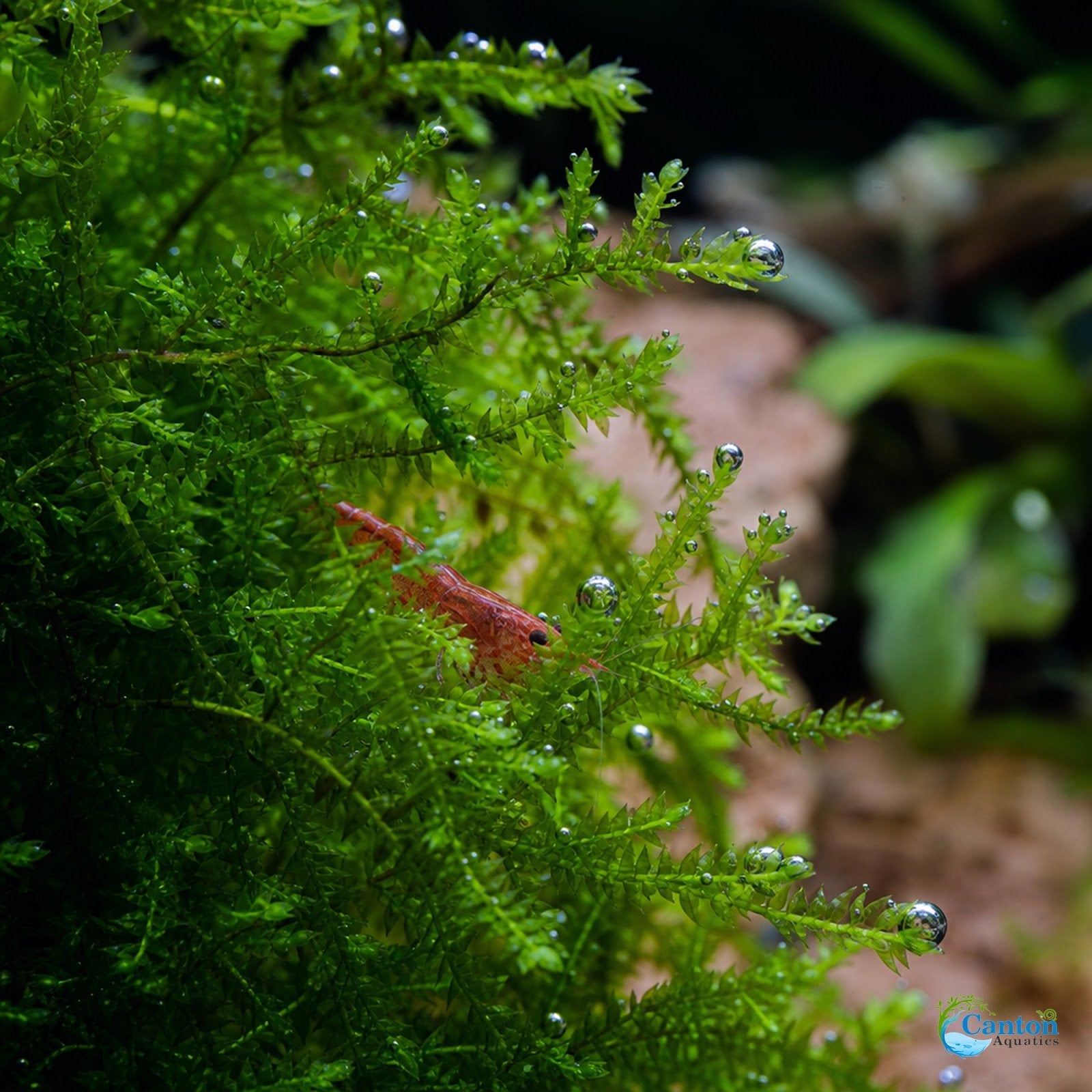 5 Java Moss Portions Taxiphyllum Barbieri