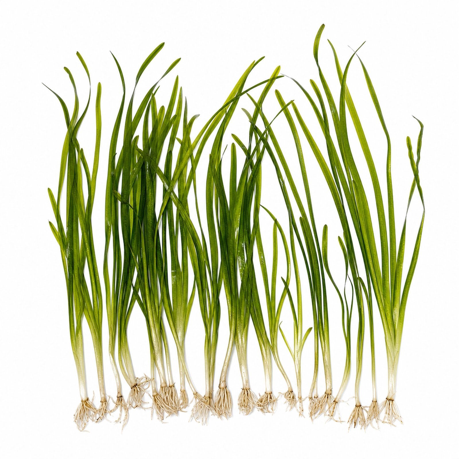 18 Plant Pack Valisnaria Vals Live Aquarium Plants