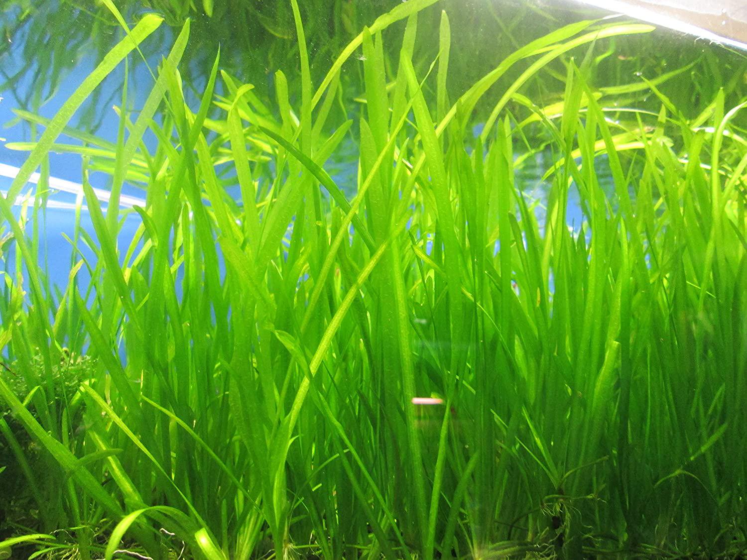 Valisnaria Spiralis "Italian"