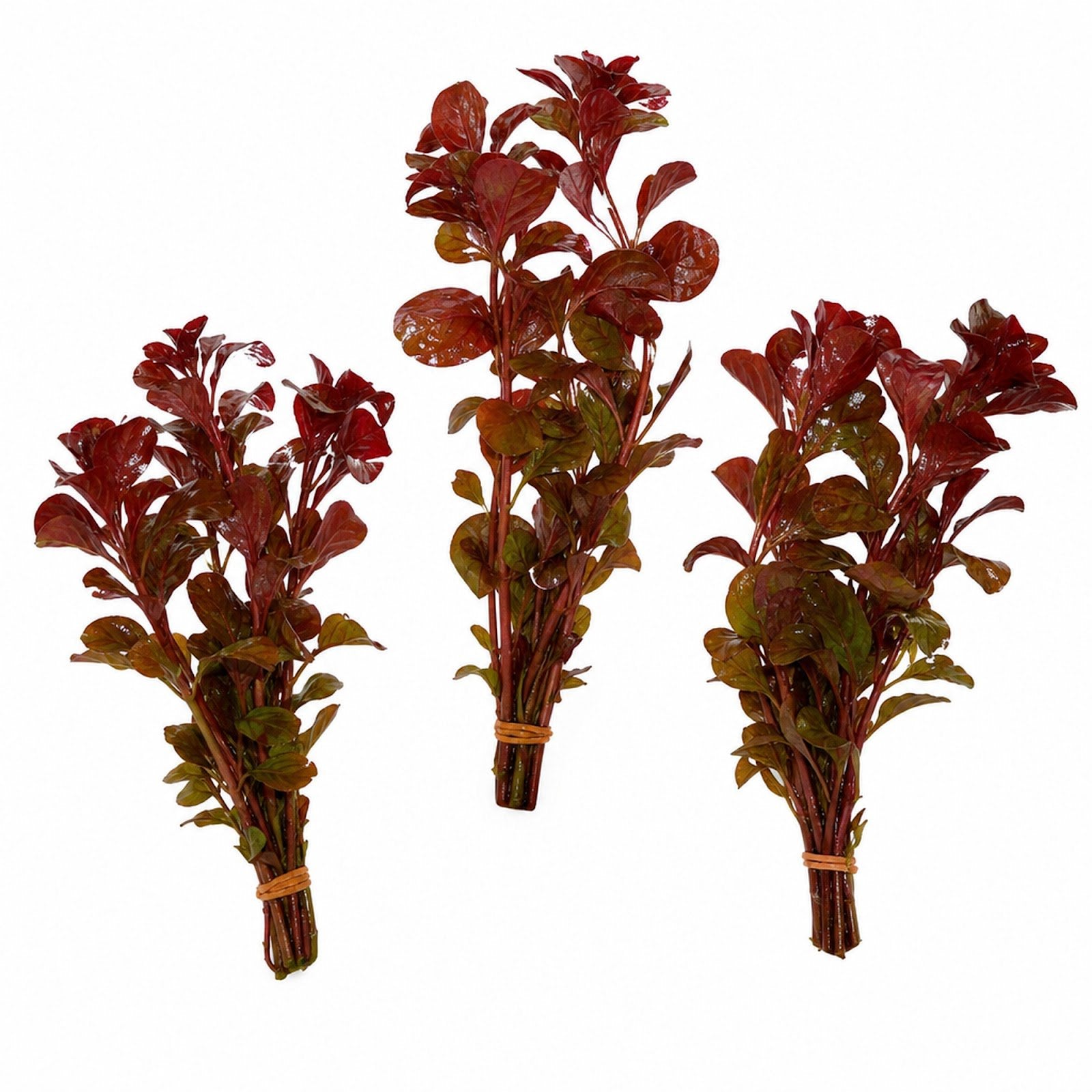 Ludwigia Repens Super Red Mini