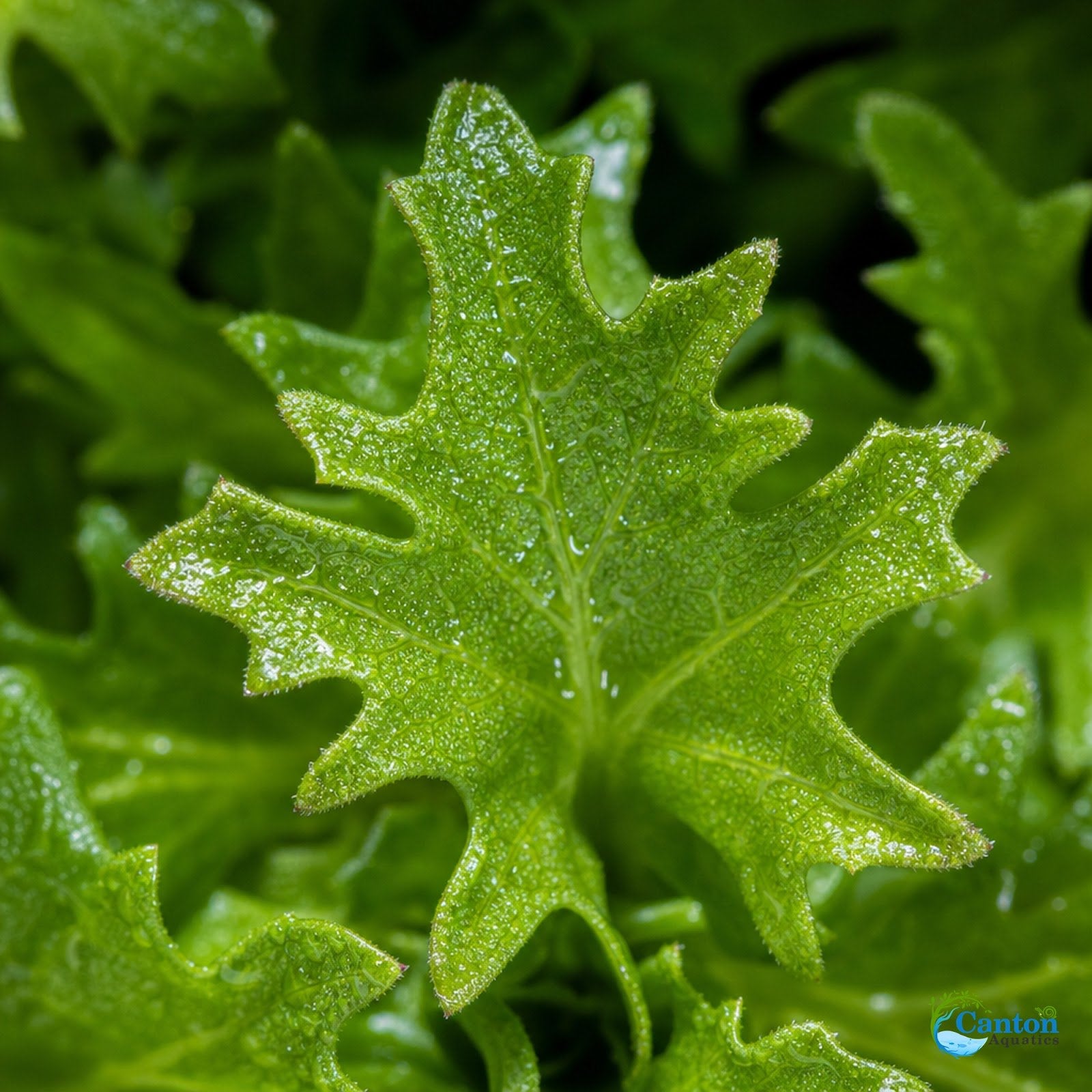 Pogostemon Helferi