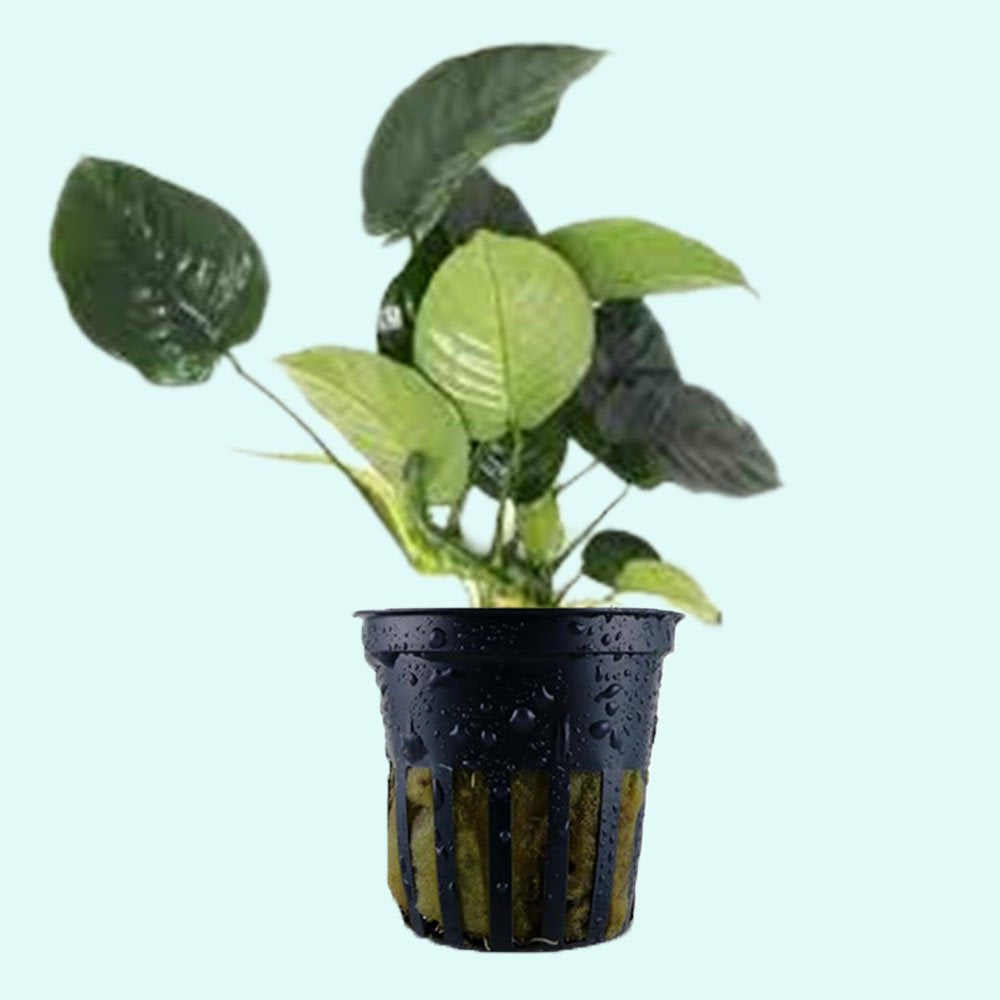 Anubias Barteri