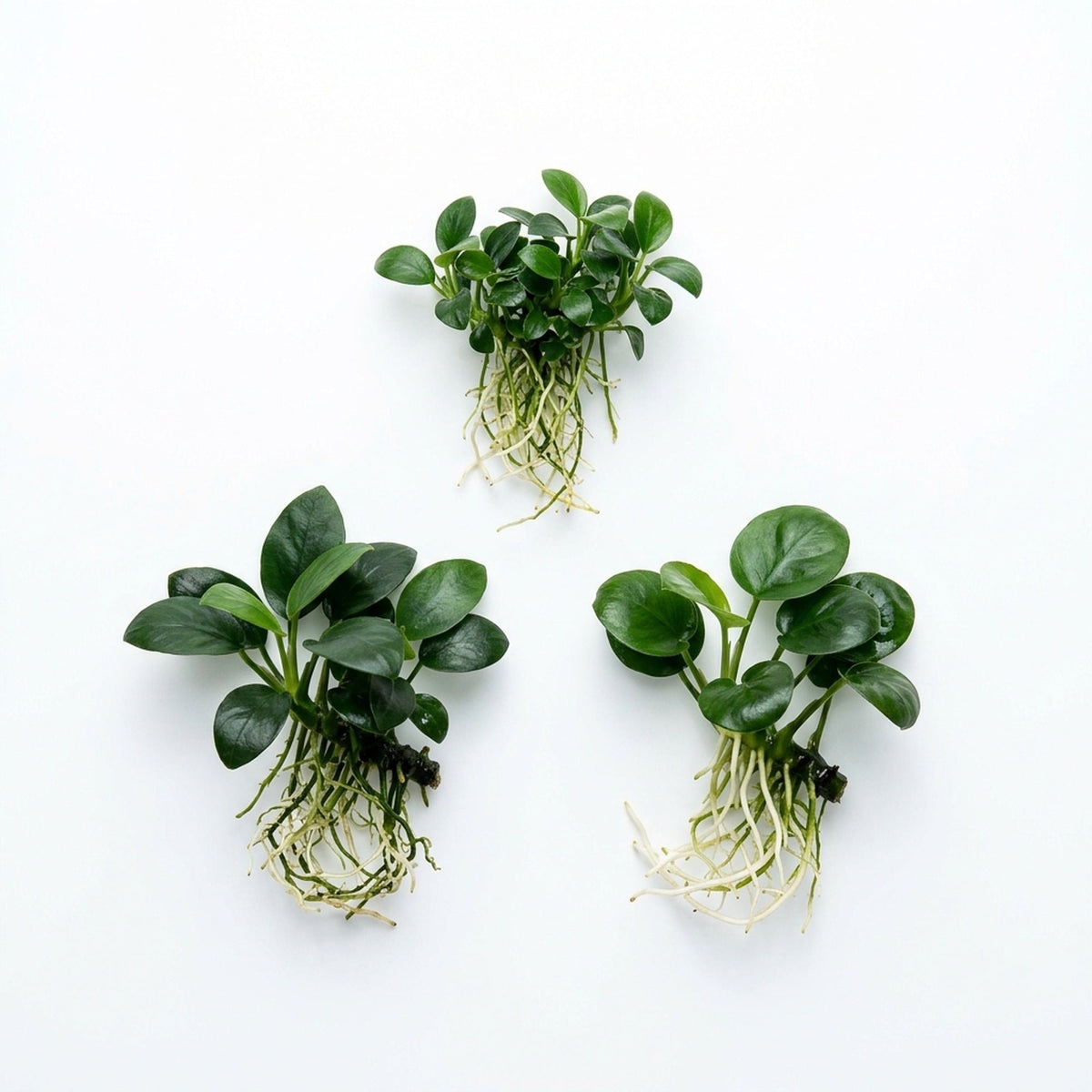 3 Anubias Aquatic Plants Bundle Small 1-3 Inches