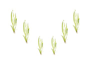 6 Plant Pack Jungle Vallisneria Americana