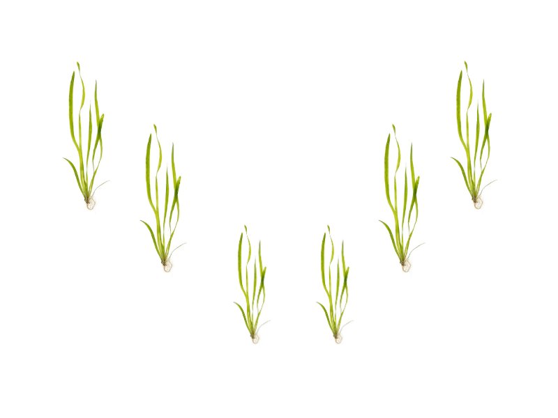 6 Plant Pack Jungle Vallisneria Americana