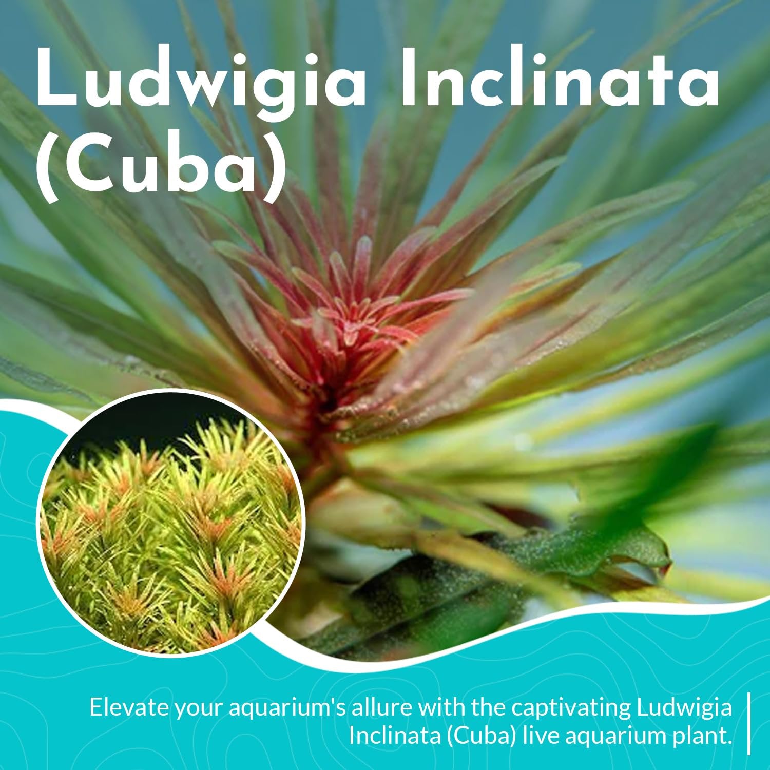Ludwigia Inclinata RedCuba