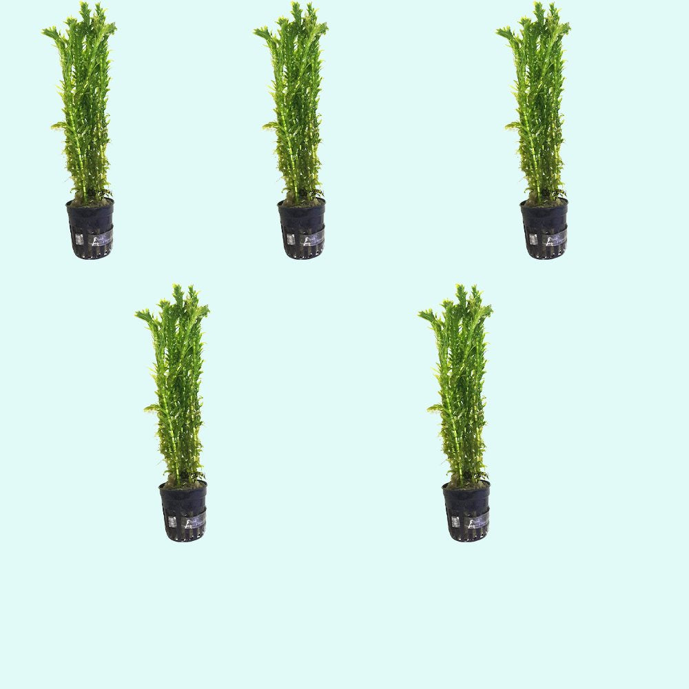 Anacharis Egeria Densa
