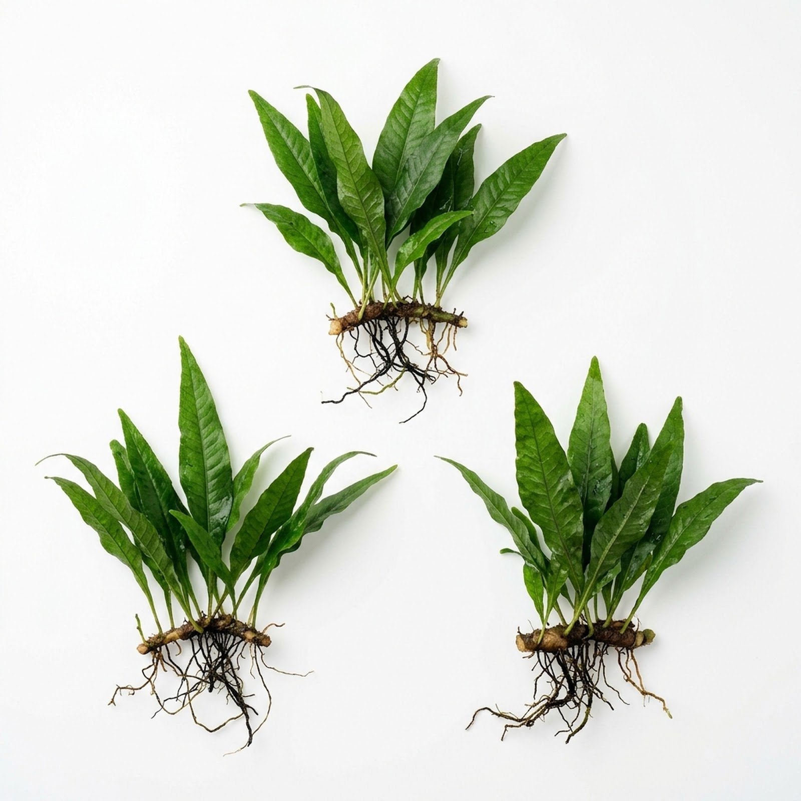 Java Fern Microsorum