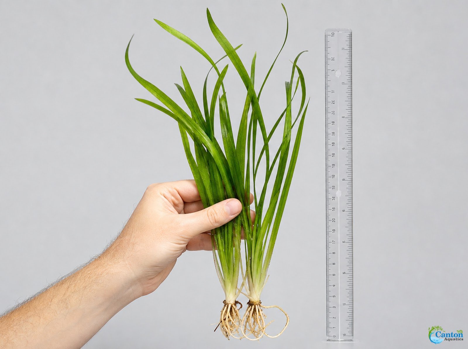 18 Lush Jungle Vallisneria Plants
