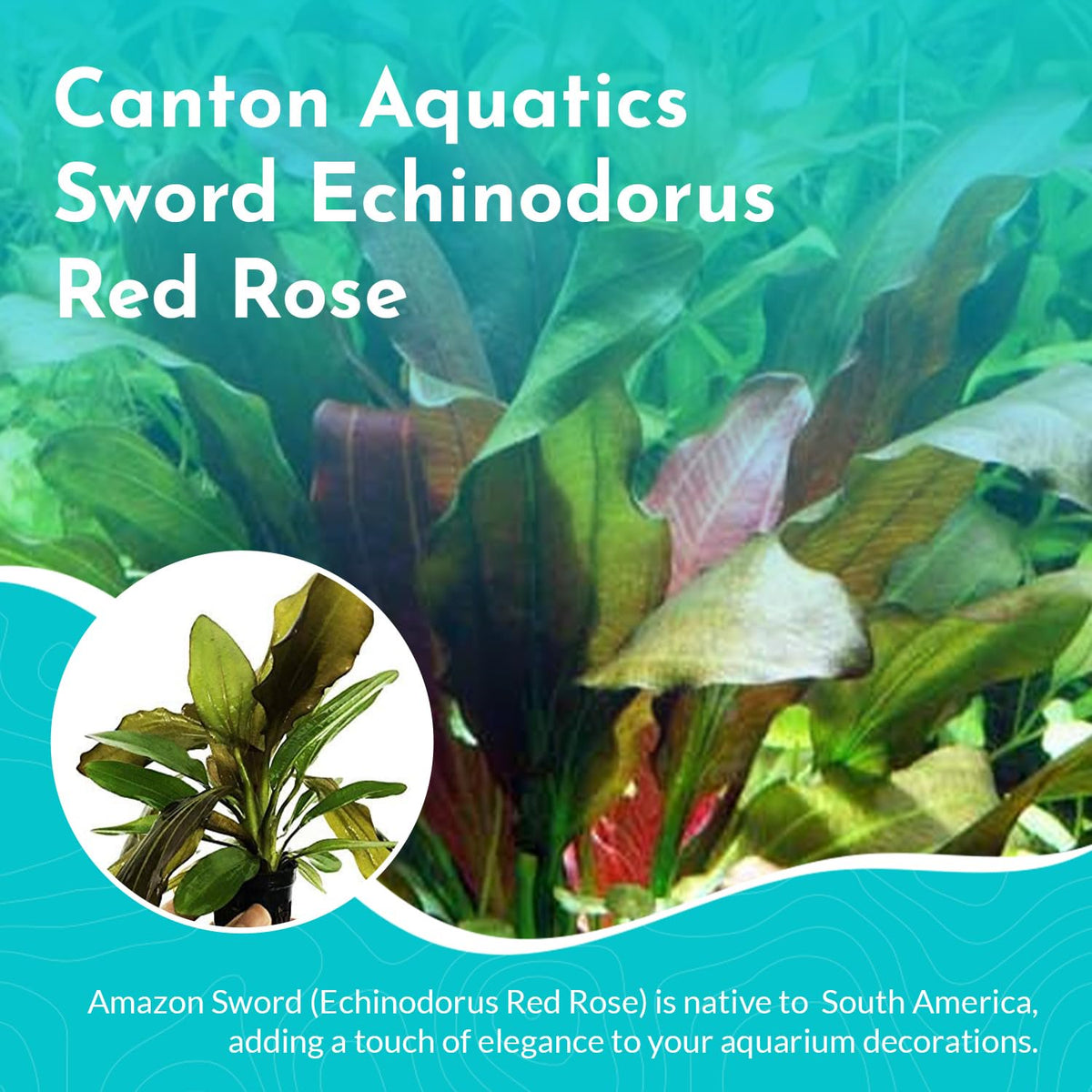 Amazon Sword Echinodorus Red Rose