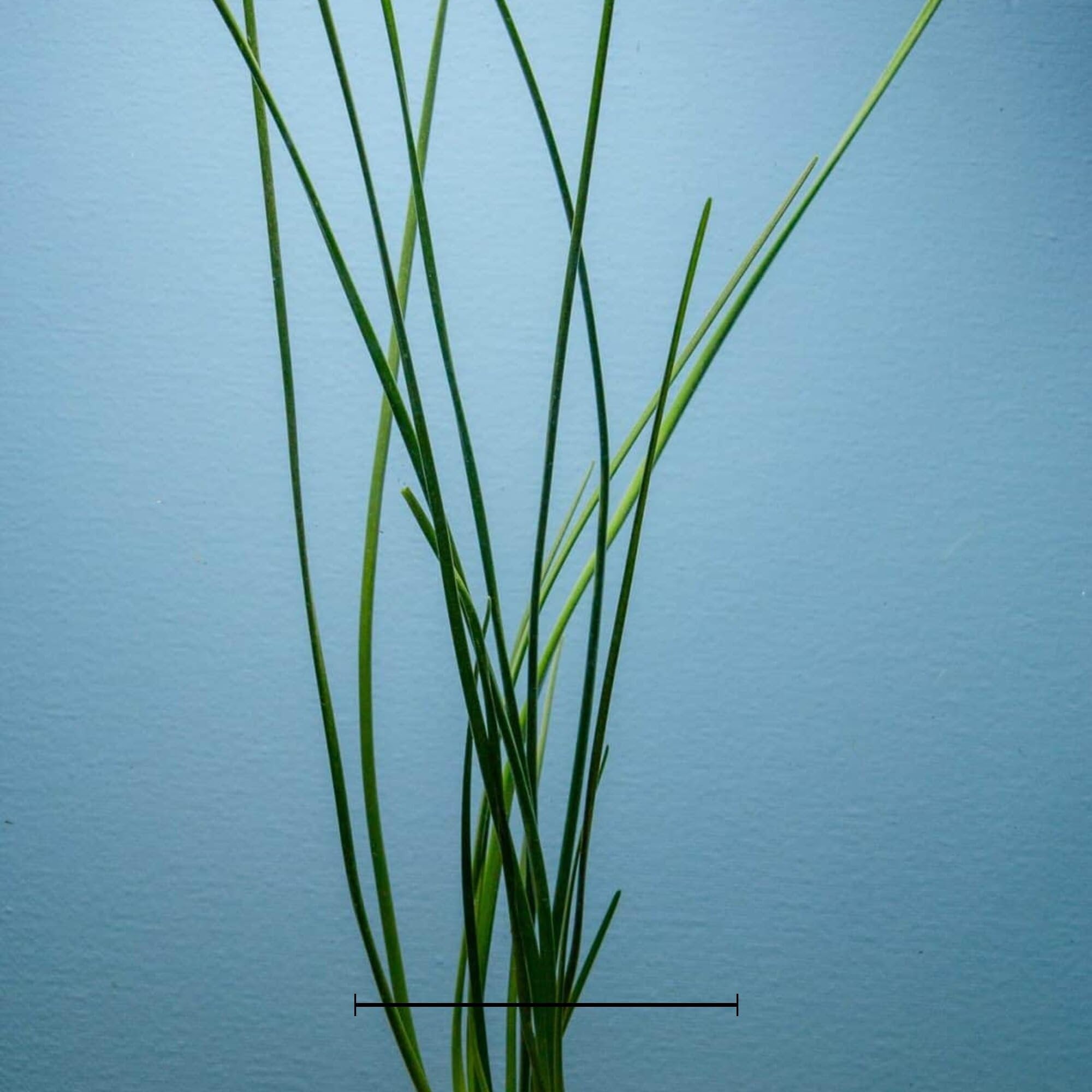 Water Onion Dwarf (Zephyranthes candida)