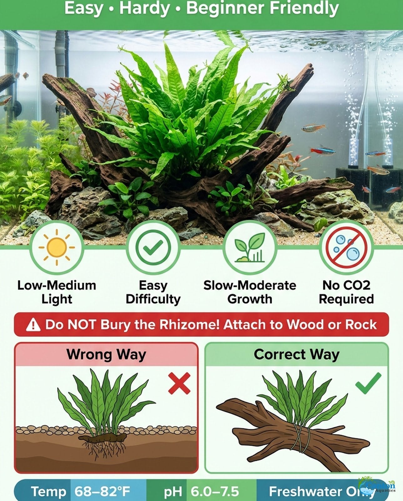 Java Fern Microsorum