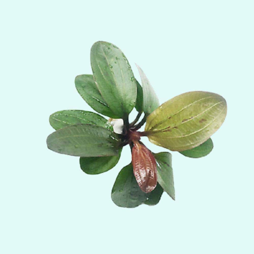 CANTON AQUATICS Live Aquarium Amazon Sword Echinodorus Red Pearl Plant - Natural Cleaning Filter for Water - Long Lasting & Easy to Maintain Aquatic Plants - Suitable for Winter & Summer - 2" Pot