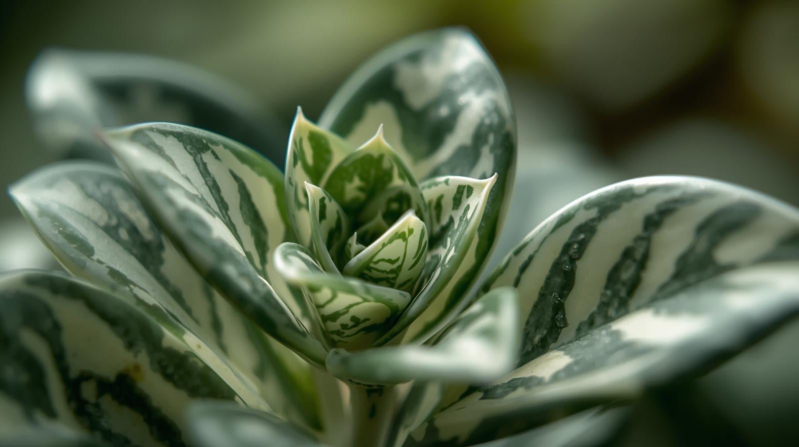 Hygrophilla Corymbosa "Varigated" Marble Temple Plant