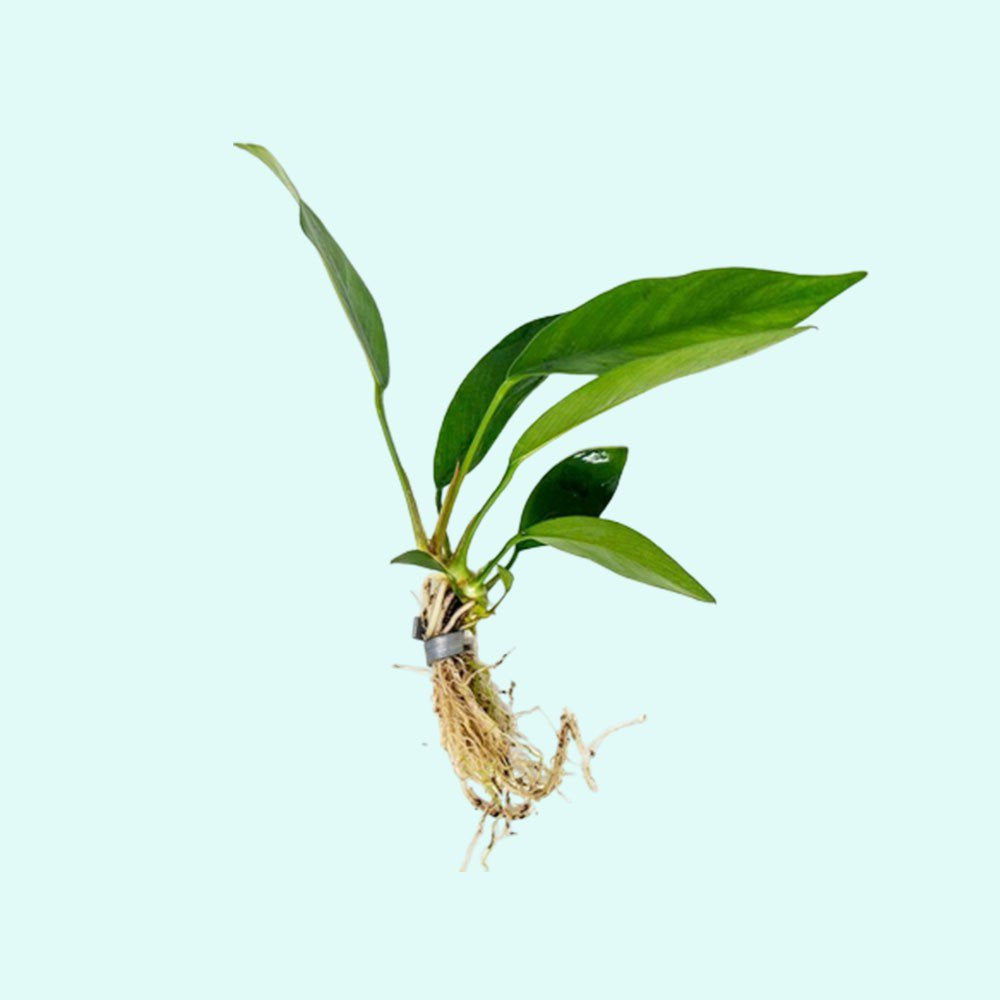 Anubias Nancon