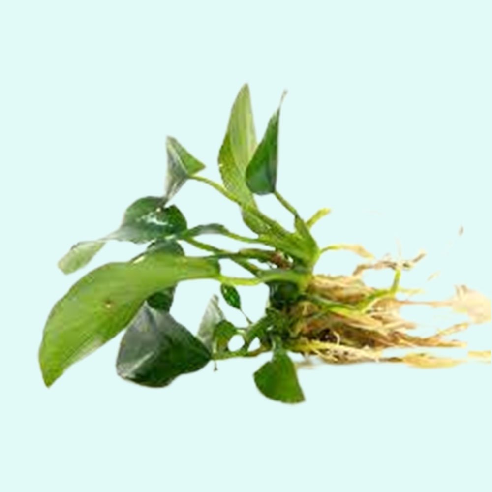 CANTON AQUATICS Anubias Barteri Nana Bare Root - Live Aquarium Plant - Low Maintenance Aquatic Greenery for Freshwater Tanks -Hardy & Easy to Grow - Natural Filtration in Low Light Condition - Large
