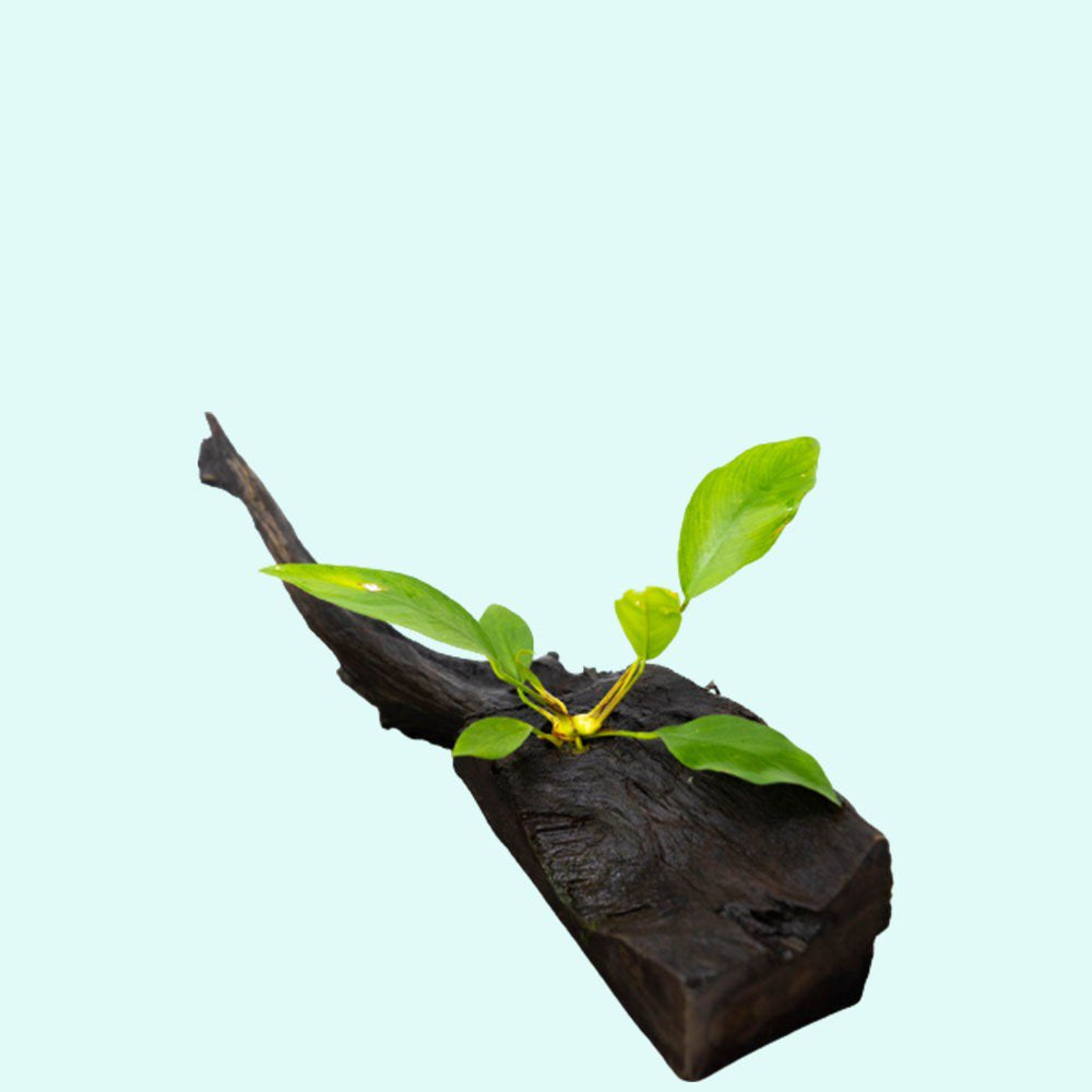 Anubias Nancon