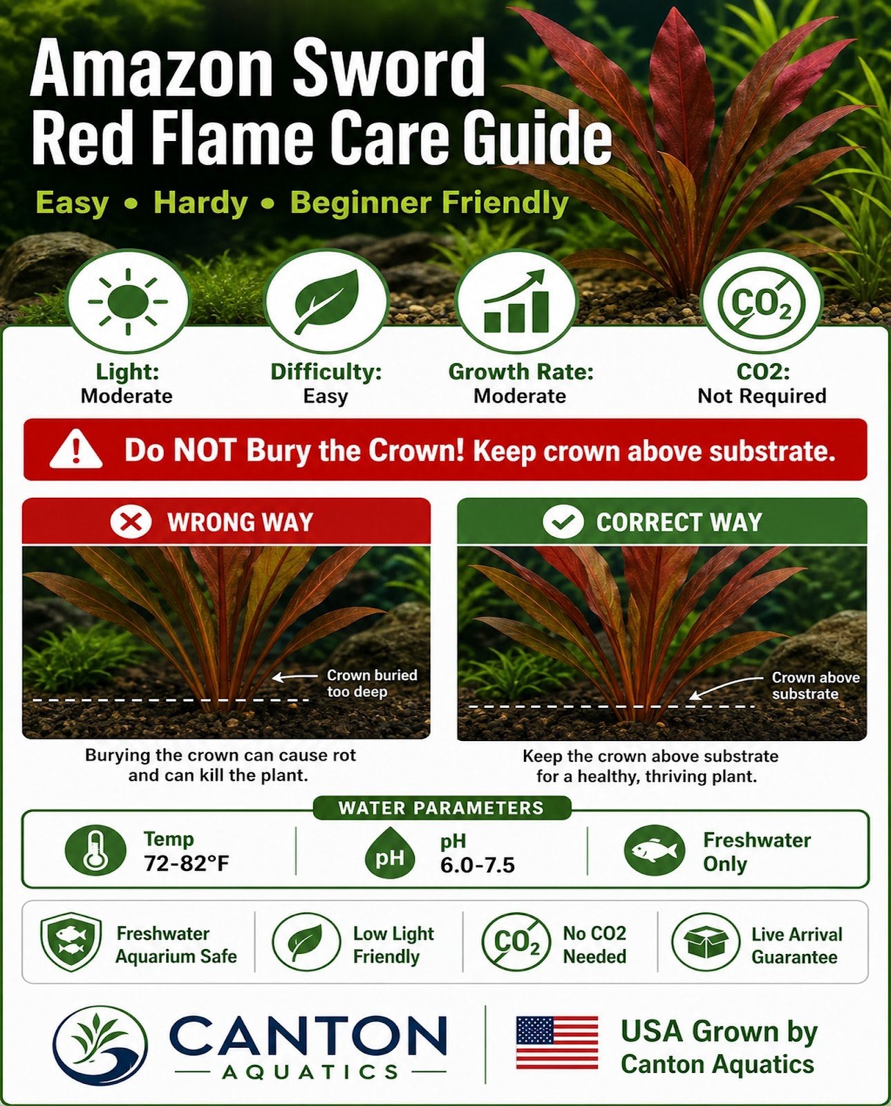Amazon Sword Echinodorus Red Flame