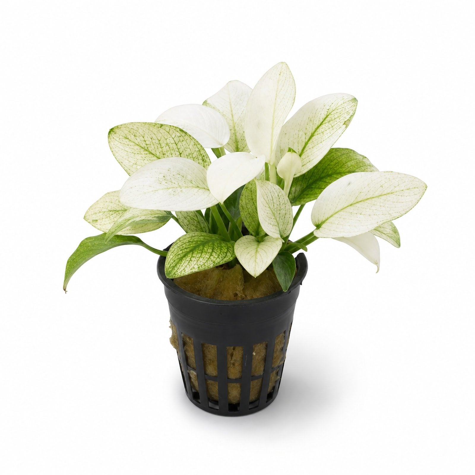 Anubias White Rose