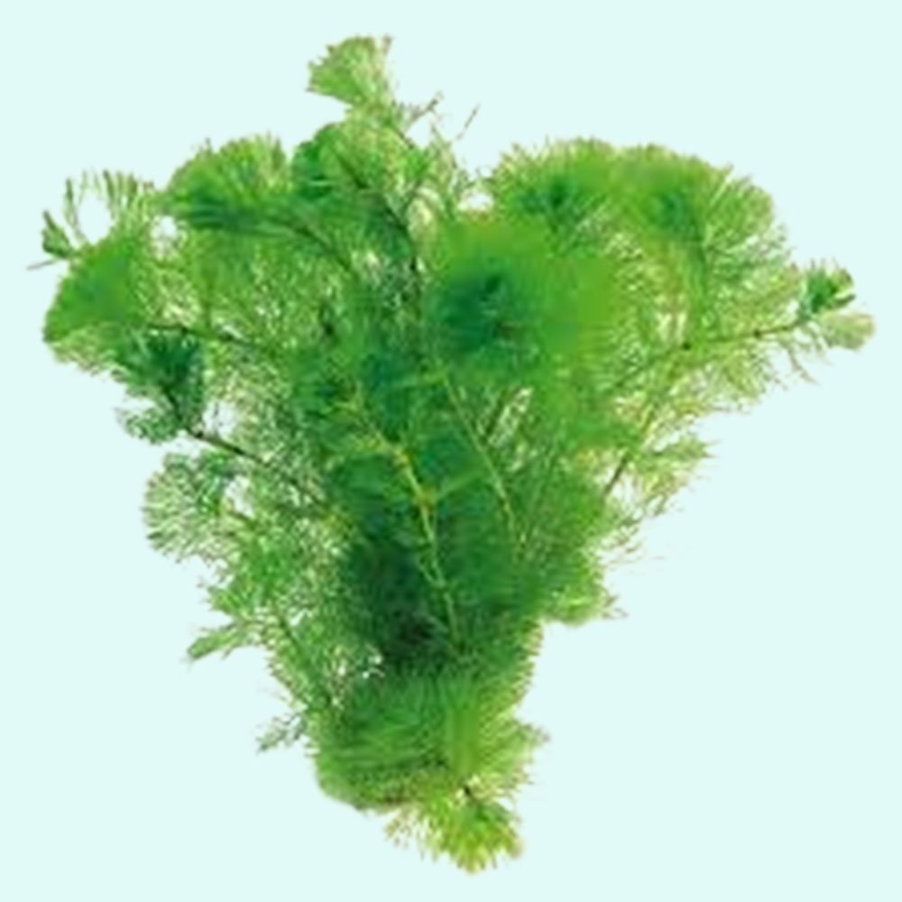 Green Cabomba