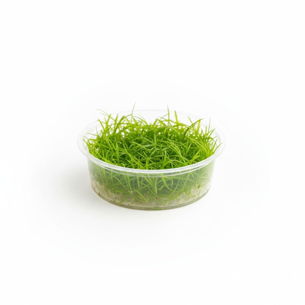 CANTON AQUATICS LilaeopsiBraslilensis Tissue Culture