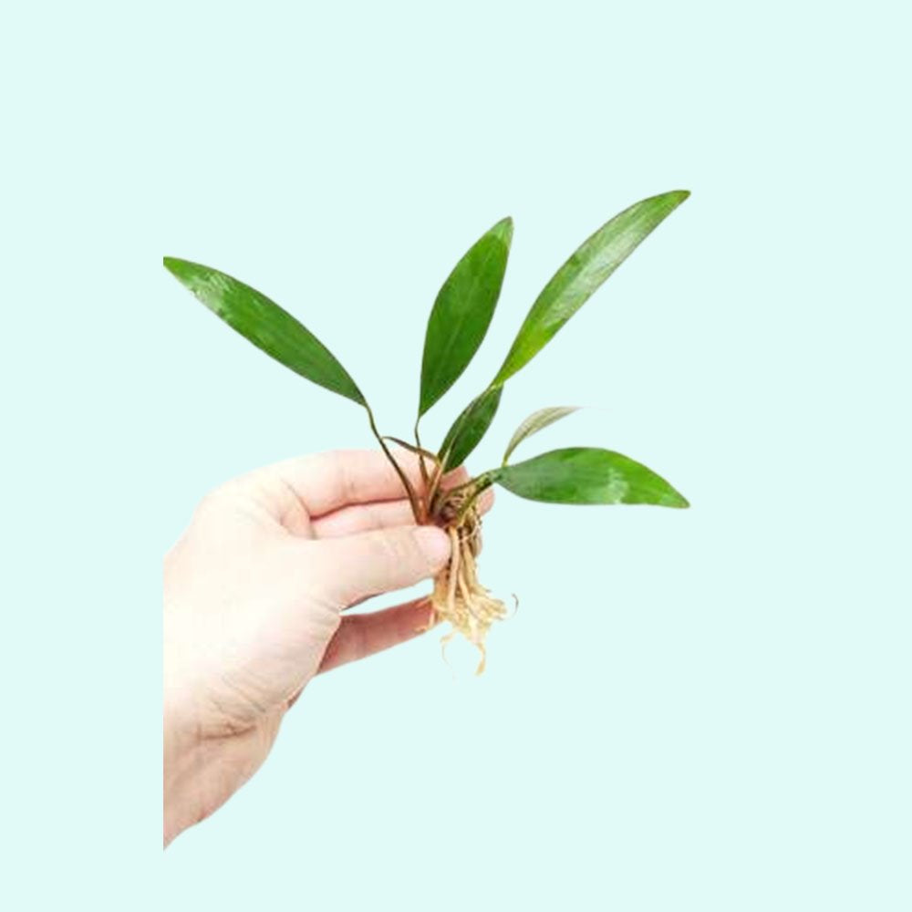 Anubias Heterophylla Lanceolata