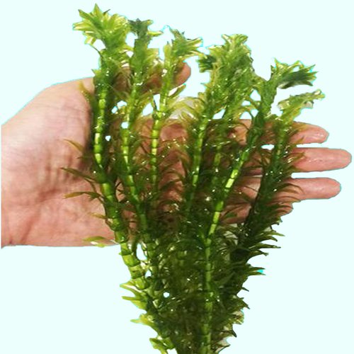 Anacharis Egeria Densa